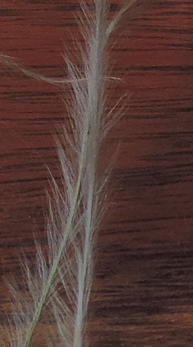 Stipa dasyvaginata